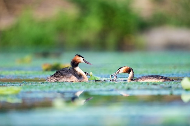 Красивая большая хохлатая поганка на озере podiceps cristatus