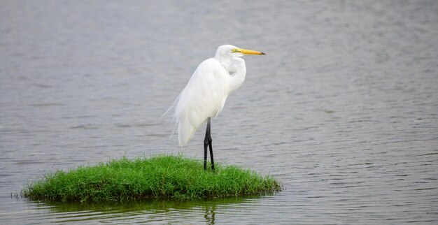 Bundala 국립 공원의 석호 물로 둘러싸인 푸른 잔디 패치에 여전히 서있는 아름다운 Great white egret