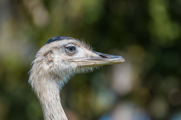 Beautiful Greater Rhea in the Brazilian wetland