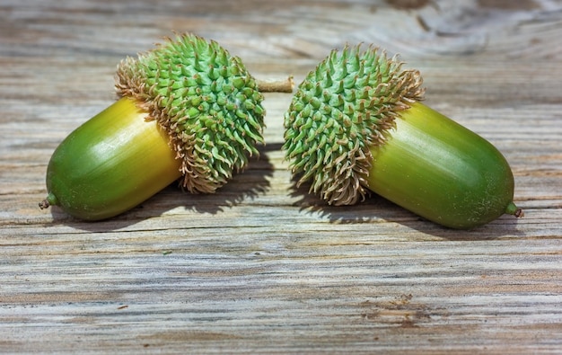 beautiful green acorns on wooden background