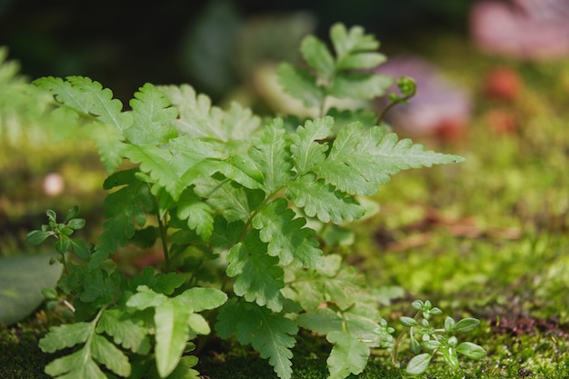 A beautiful green adiantum fern background