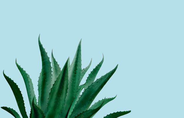 Photo beautiful green agave plant on pale light blue background