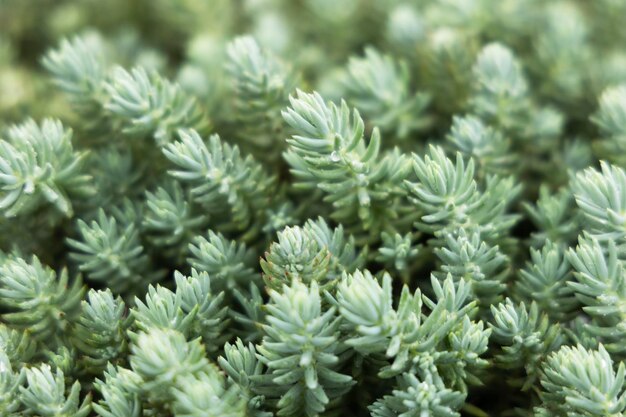 Foto bellissimo sfondo verde di piante grasse