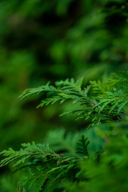 Beautiful green background with fir shrub with background blur