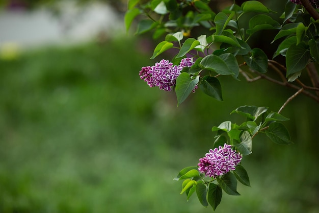 Beautiful green background with lilac Copy space