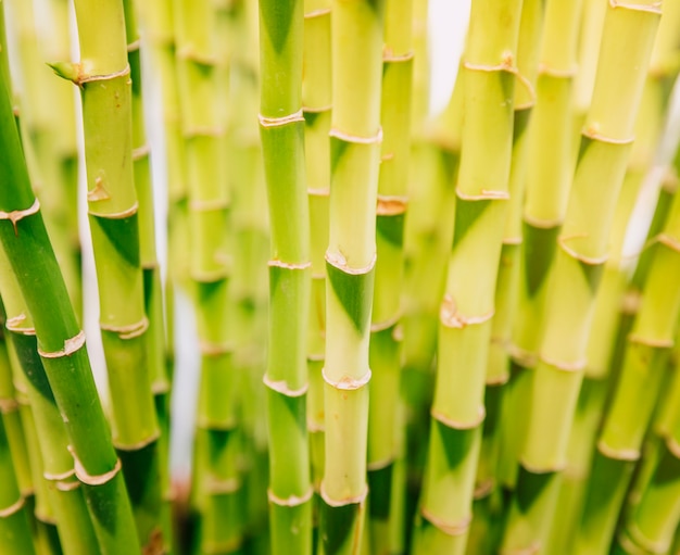 Beautiful green bamboo stems background