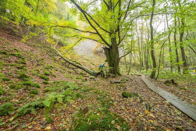 スウェーデン南部の美しい緑のブナの森。緑豊かな木々とオレンジと赤の葉で満たされた林床