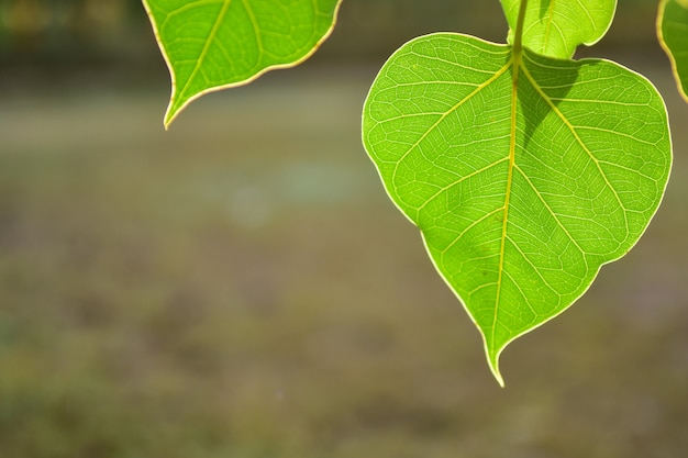 Beautiful Green Bo leaf on nature background with Sunlight, Concept of meditation.