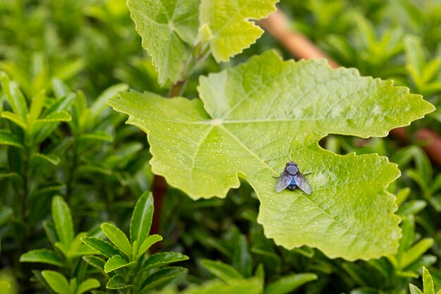 A beautiful green bottle fly or blow fly sitting on a leaf