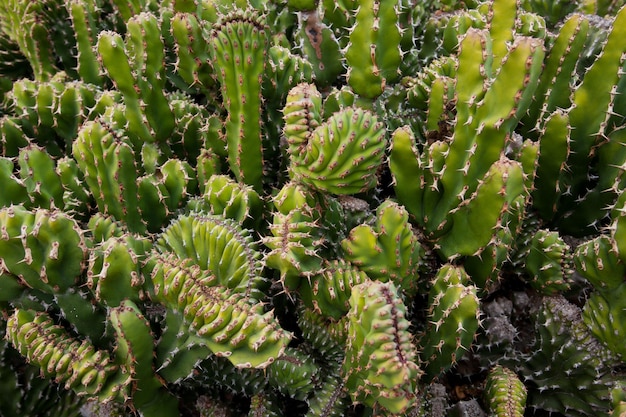 beautiful green cacti with curious shapes