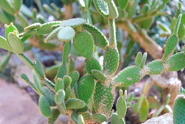 Photo beautiful green cactus closeup echinopsis pachanoi plant