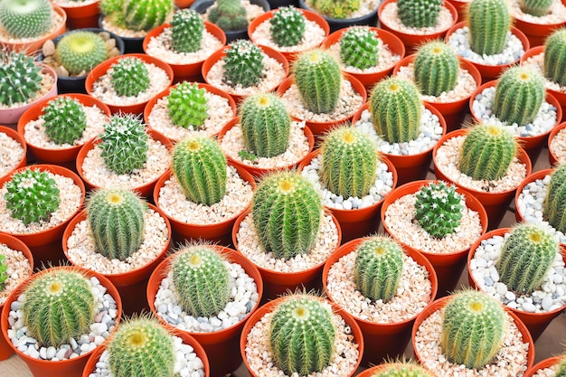 Bella pianta di cactus verde in vaso di fiori