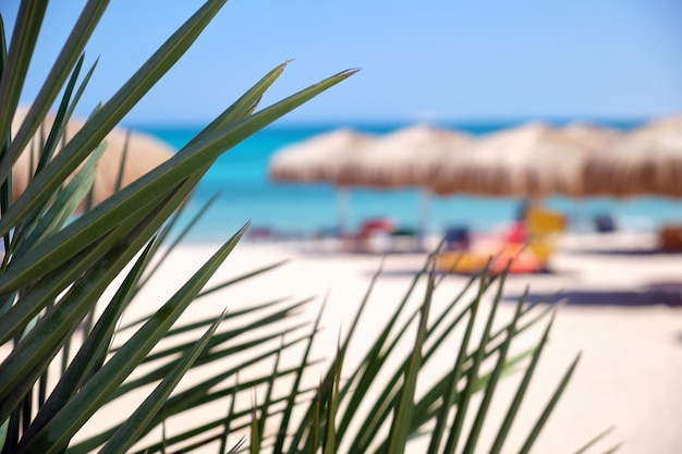 Beautiful green coconut palm tree leaves waving on wind on tropical beach against blue sky Summer vacation concept