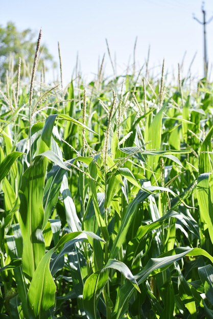 Beautiful green corn field view cultivation of corrn