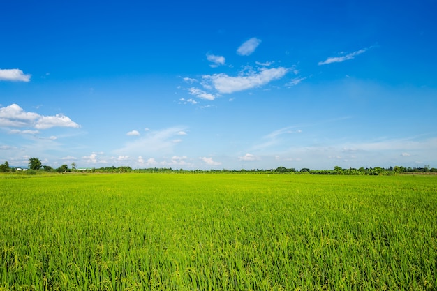 Красивые зеленые кукурузные поля с пушистыми облаками небо фон.