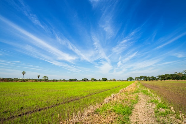 Beautiful green cornfield with fluffy clouds sky.