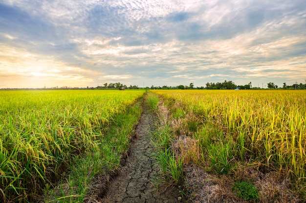 Beautiful green cornfield with sunset sky background