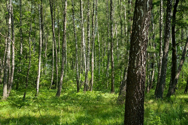 beautiful green deciduous forest in spring