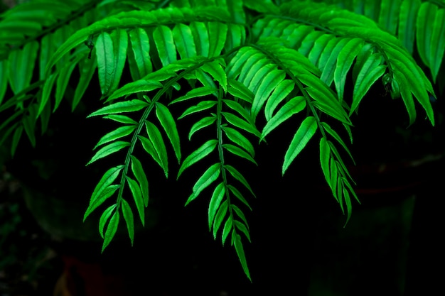 Beautiful green fern leaves in dark use for abstract image for background.