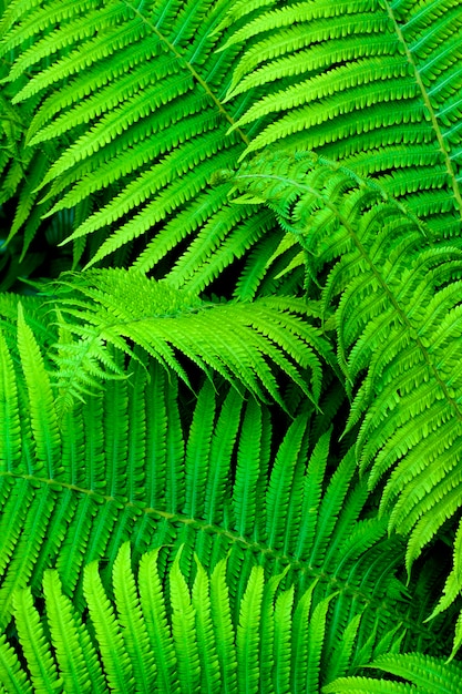 Beautiful green fern leaves natural background