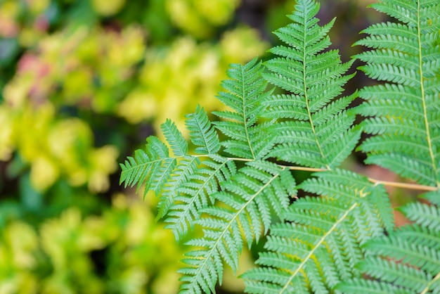 Beautiful Green Fern Leaves