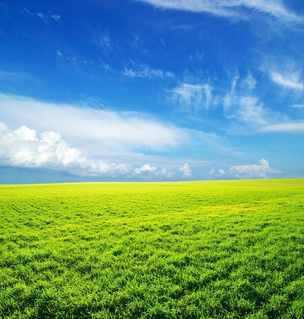 Beautiful green field landscape and blue sky with clouds