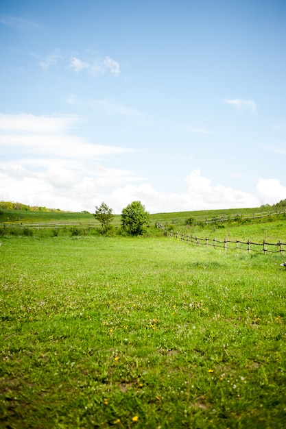 Bellissimo paesaggio campo verde con alberi