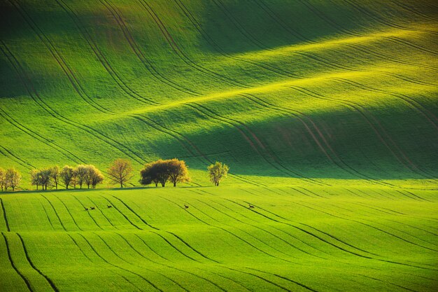 Beautiful green field in South Moravia, Czech Republic