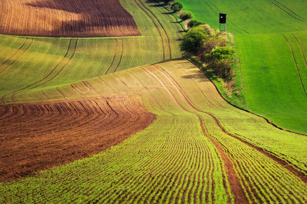 Beautiful green field in South Moravia, Czech Republic