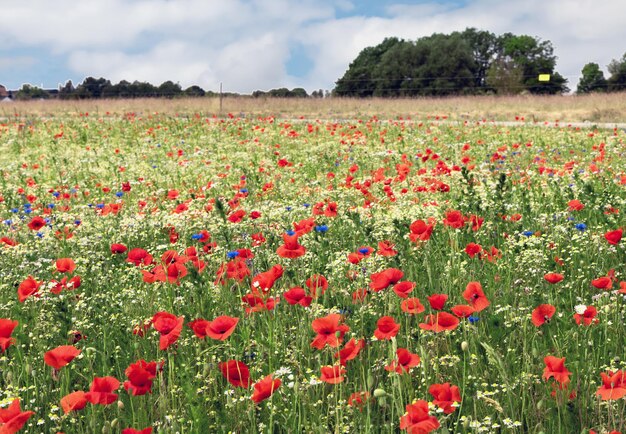 赤いオオカミの花がく美しい緑の畑