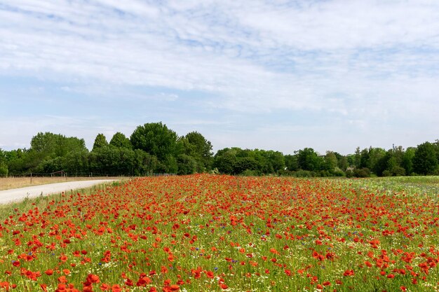 Beautiful green field with red poppy flowers