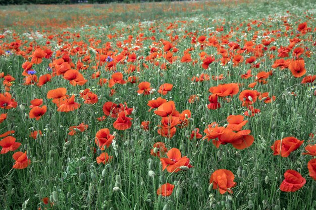 Beautiful green field with red poppy flowers