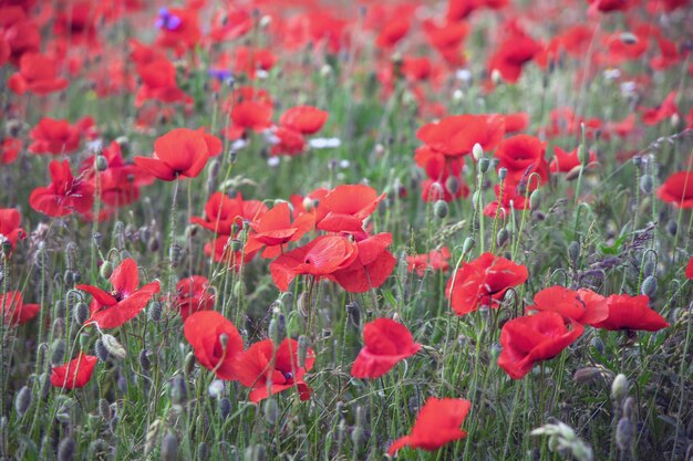 赤いオオカミの花がく美しい緑の畑