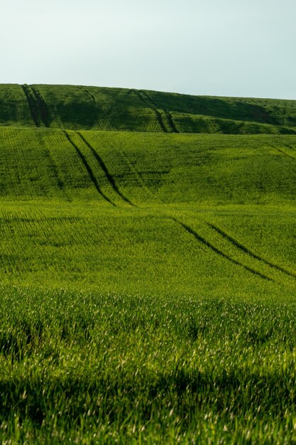 A beautiful green field with young sprouted wheat against a blue sky Background of an agricultural field for a website on the topic of agricultural industry