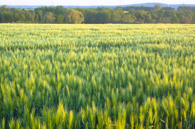 Beautiful green field with young wheat spring background agriculture