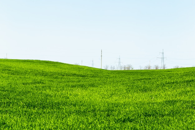 Beautiful Green field