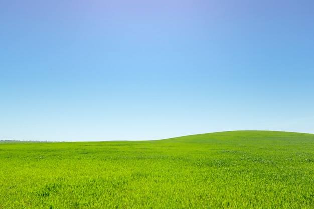 Beautiful Green field