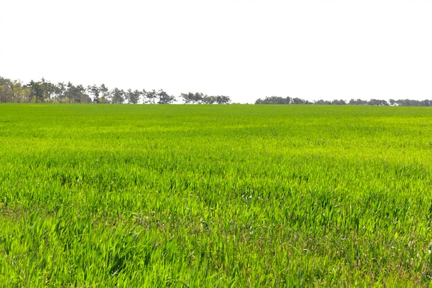 Beautiful Green field