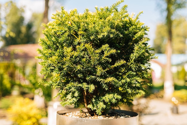 A beautiful and green fir tree from outside