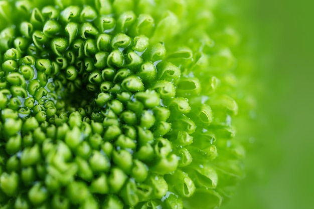 Beautiful green flower closeup Nature background