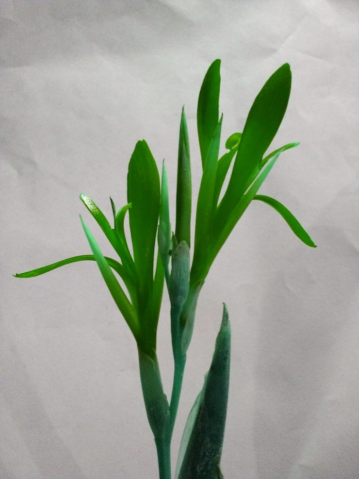 Photo a beautiful green flower