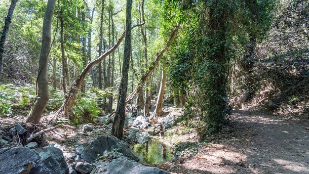 키프로스의 트로도스 산(Mountain Troodos)에서 가까운 키프로스(Cyprus)의 아름다운 녹색 숲.