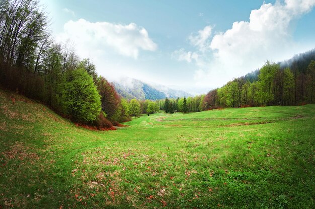 Beautiful green forest meadow