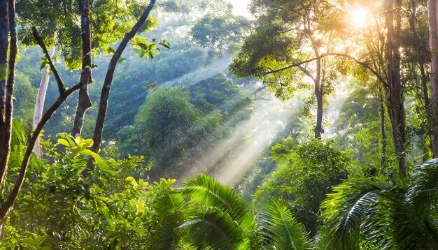 beautiful green forest at the morning