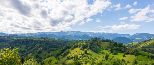 Красивый зеленый лес в горах