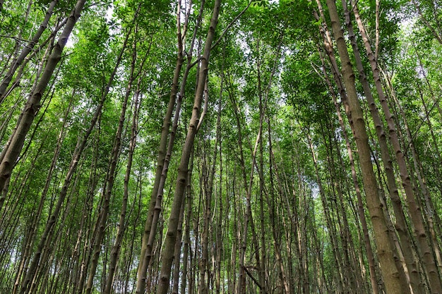 Beautiful green forest raining day