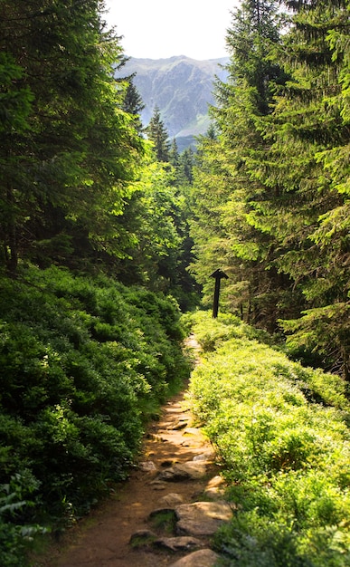 Beautiful green forest on the Slovakia nature. Relax time. Pozitive vibe.