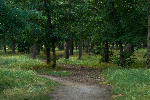 Beautiful green forest trees.