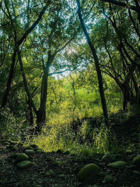 Bella foresta verde con un sole splendente che splende attraverso gli alberi