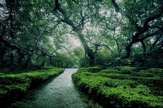 Beautiful green forest with paved road